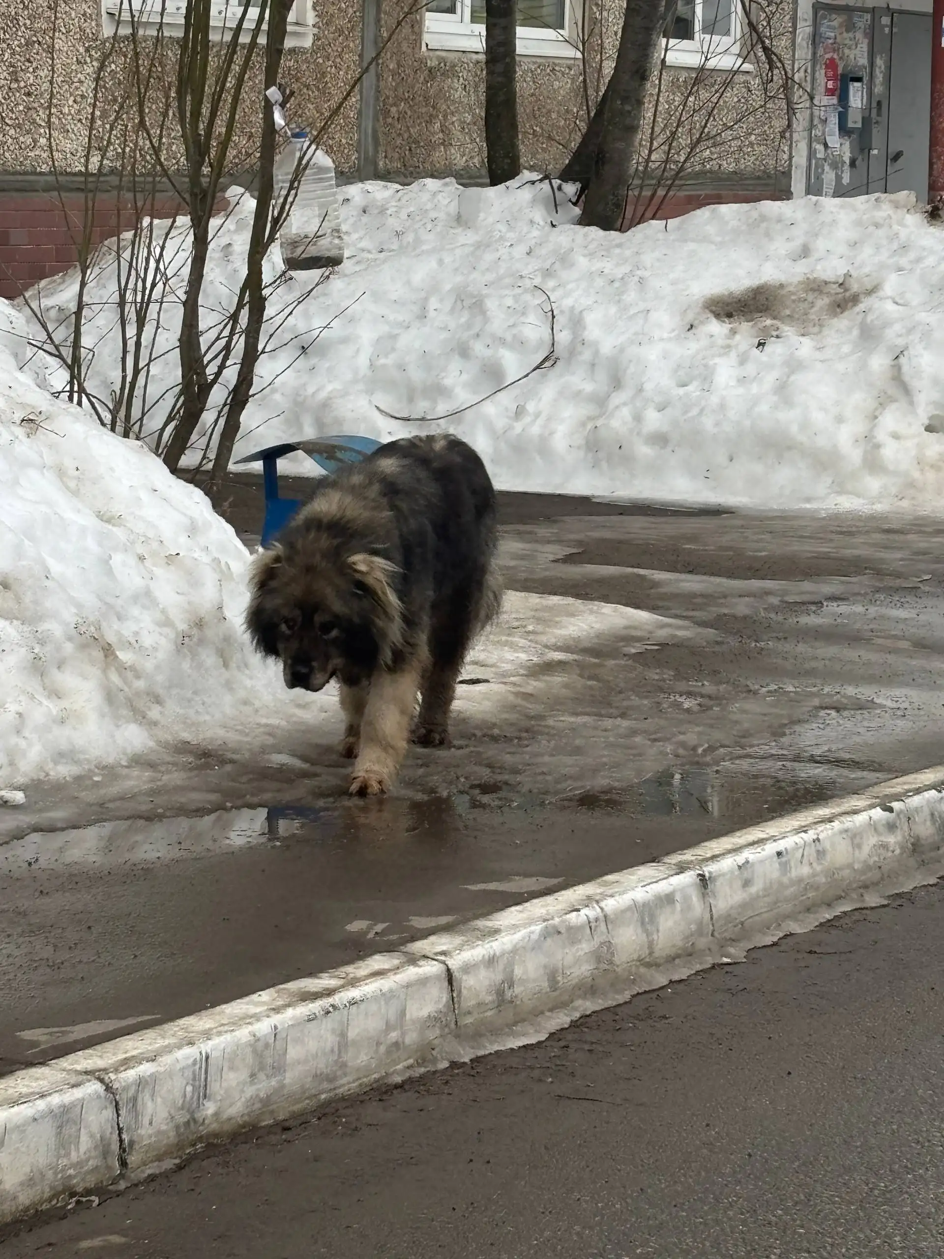 Найденный кот возле библиотеки - Кошки (Животные) в Кондратово