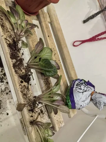 Отдам даром отводки фиалок - частное объявление в Кондратово