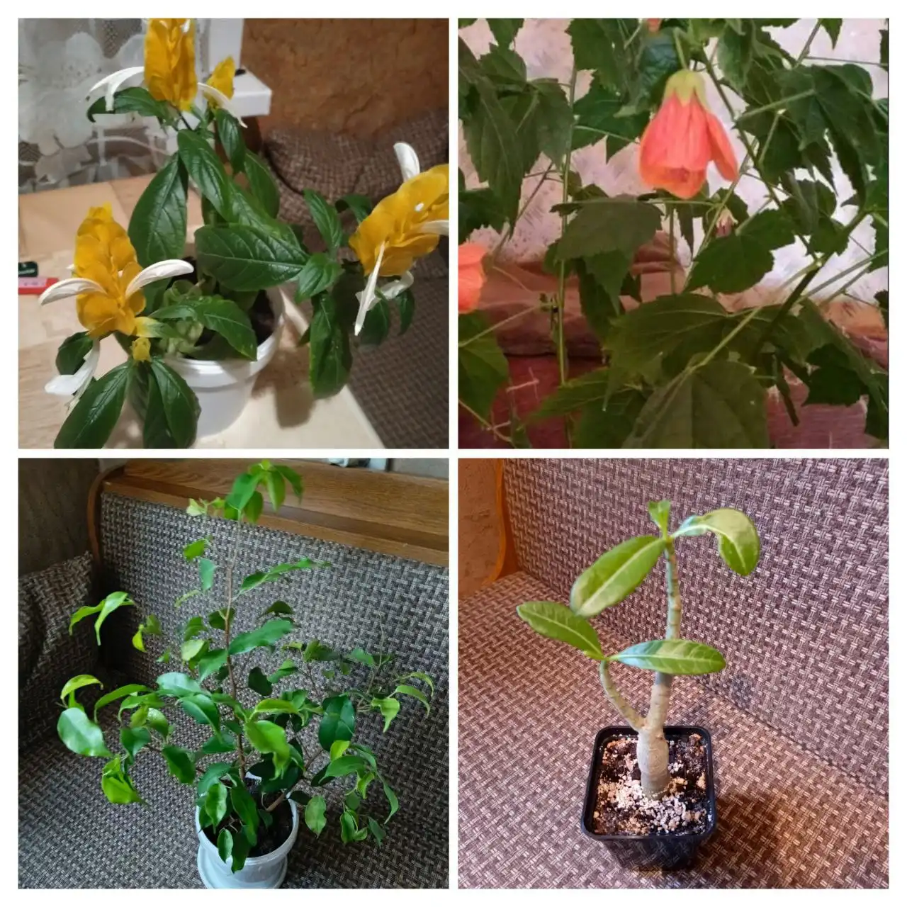 Продажа комнатных растений