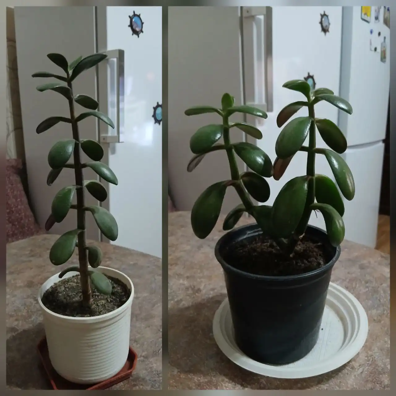 Продажа толстянки (денежного дерева)