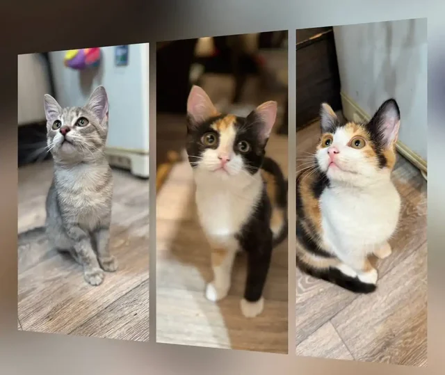 Котята в добрые руки бесплатно - Животные в Энгельс