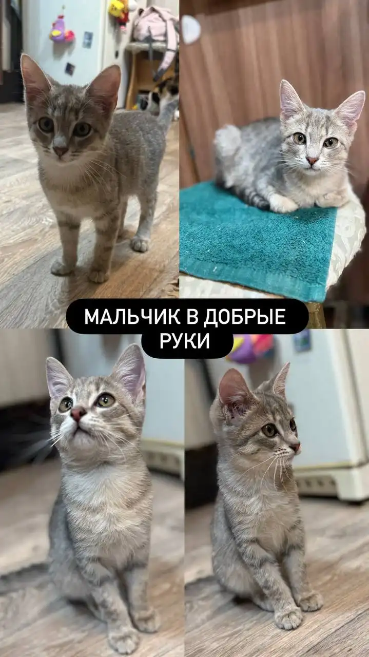 Котята в добрые руки бесплатно