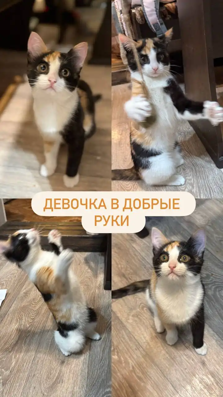 Котята в добрые руки бесплатно