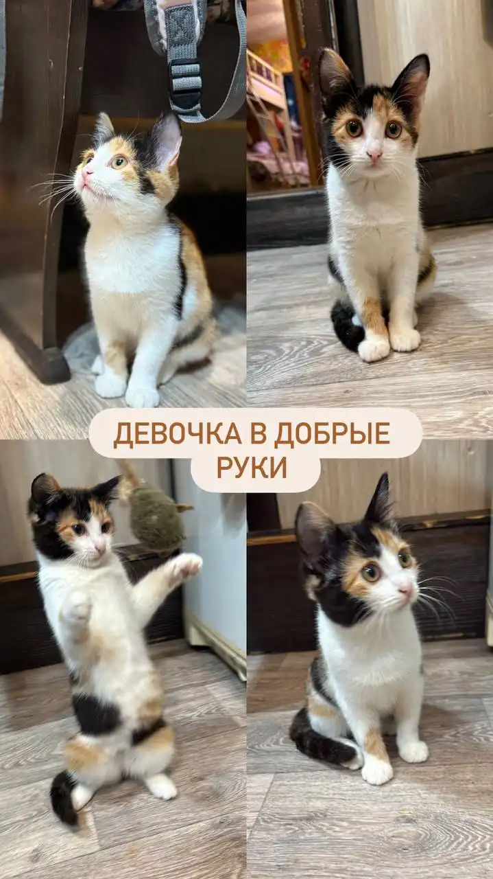 Котята в добрые руки бесплатно