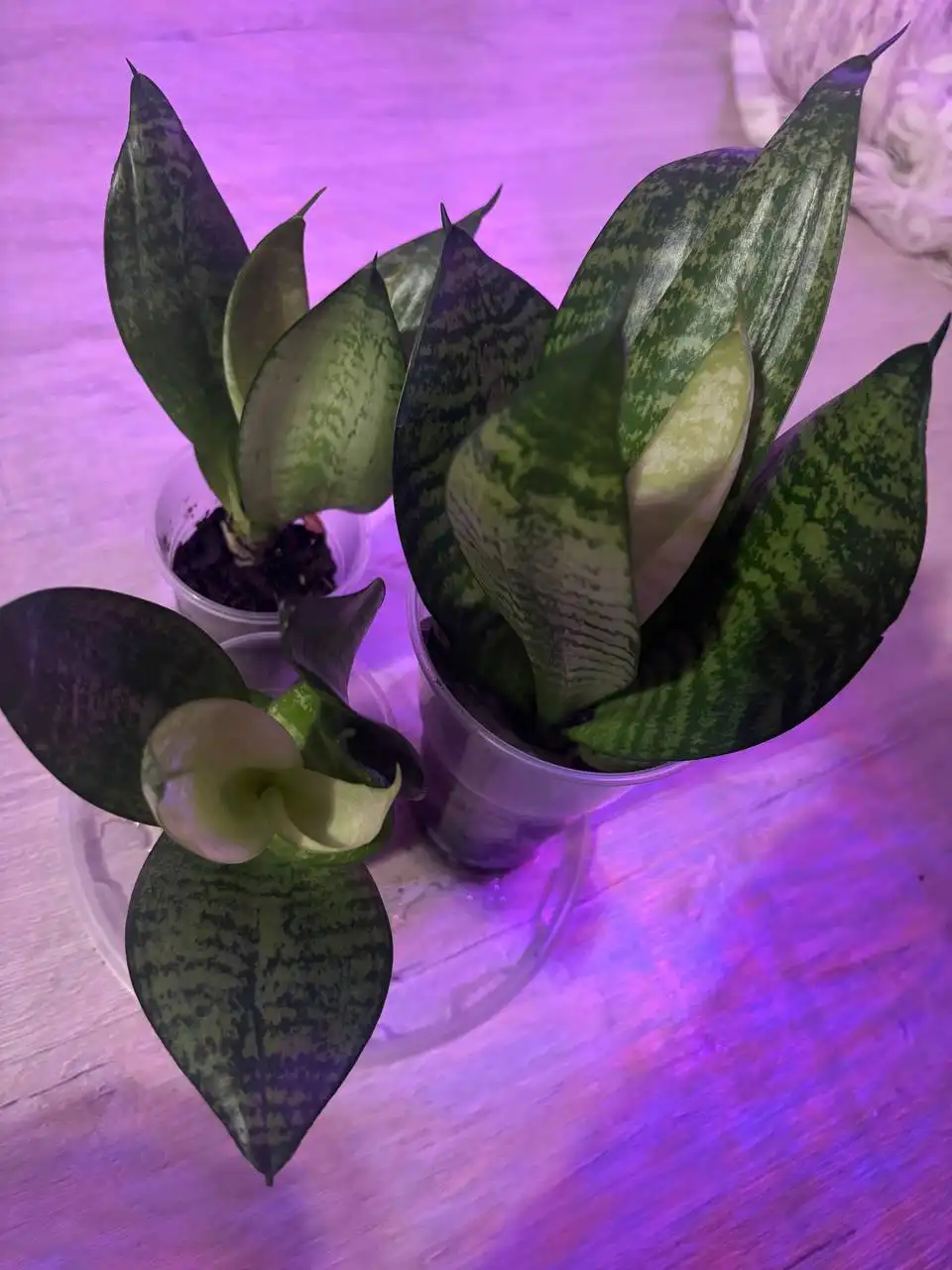 Продажа сансевиерий Ханни и Зелайника в Саратове