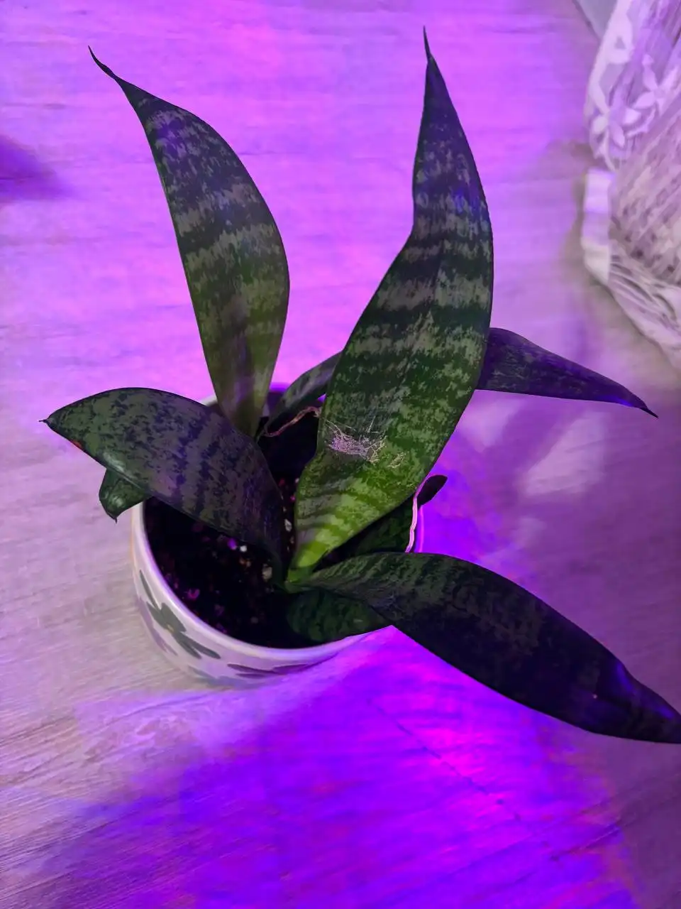 Продажа сансевиерий Ханни и Зелайника в Саратове