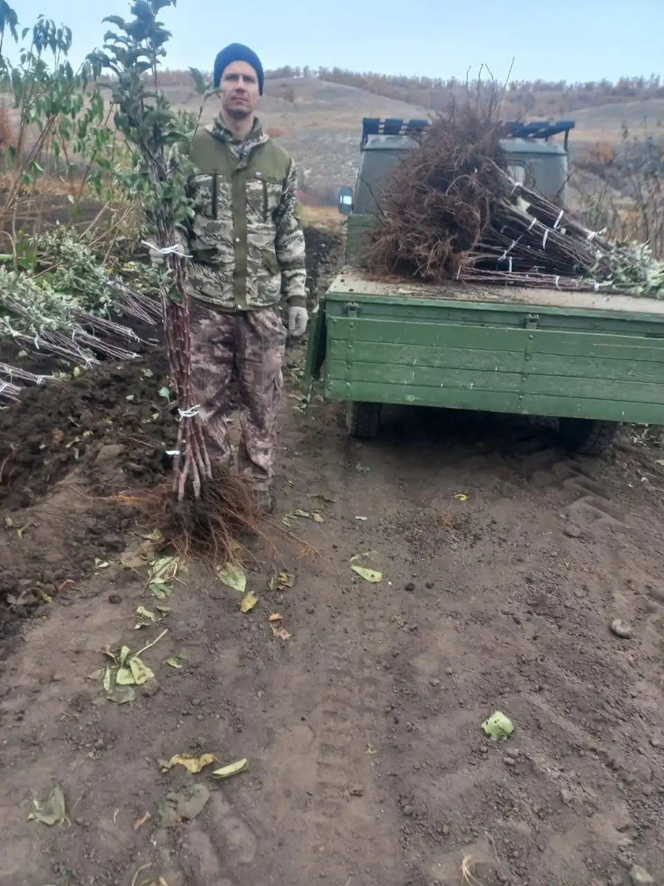 Саженцы яблони зимний сорт Лигол