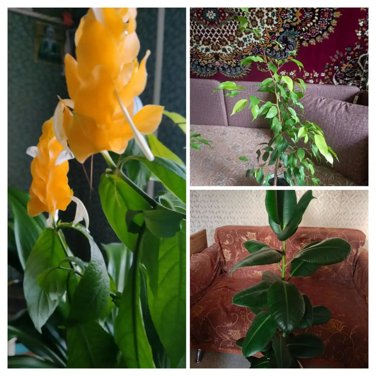 Продажа комнатных растений в Энгельсе