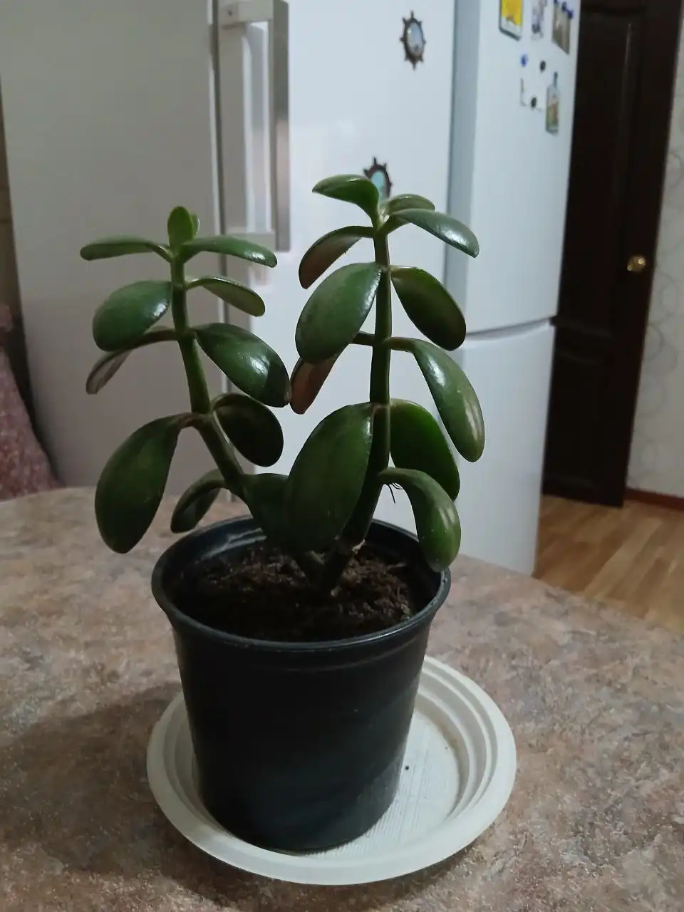 Продажа толстянки (денежного дерева) в Саратове