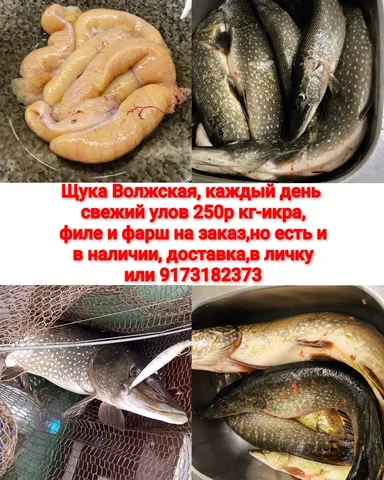 Продажа свежего улова щуки - частное объявление в Саратов