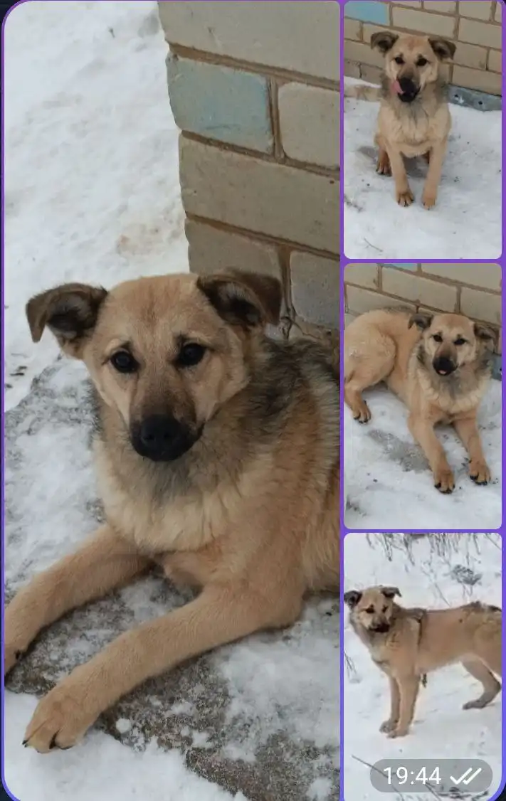 Щенок для пристройства в добрые руки