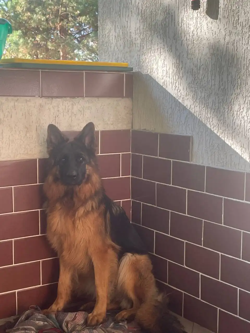 Немецкая овчарка 1,5 года