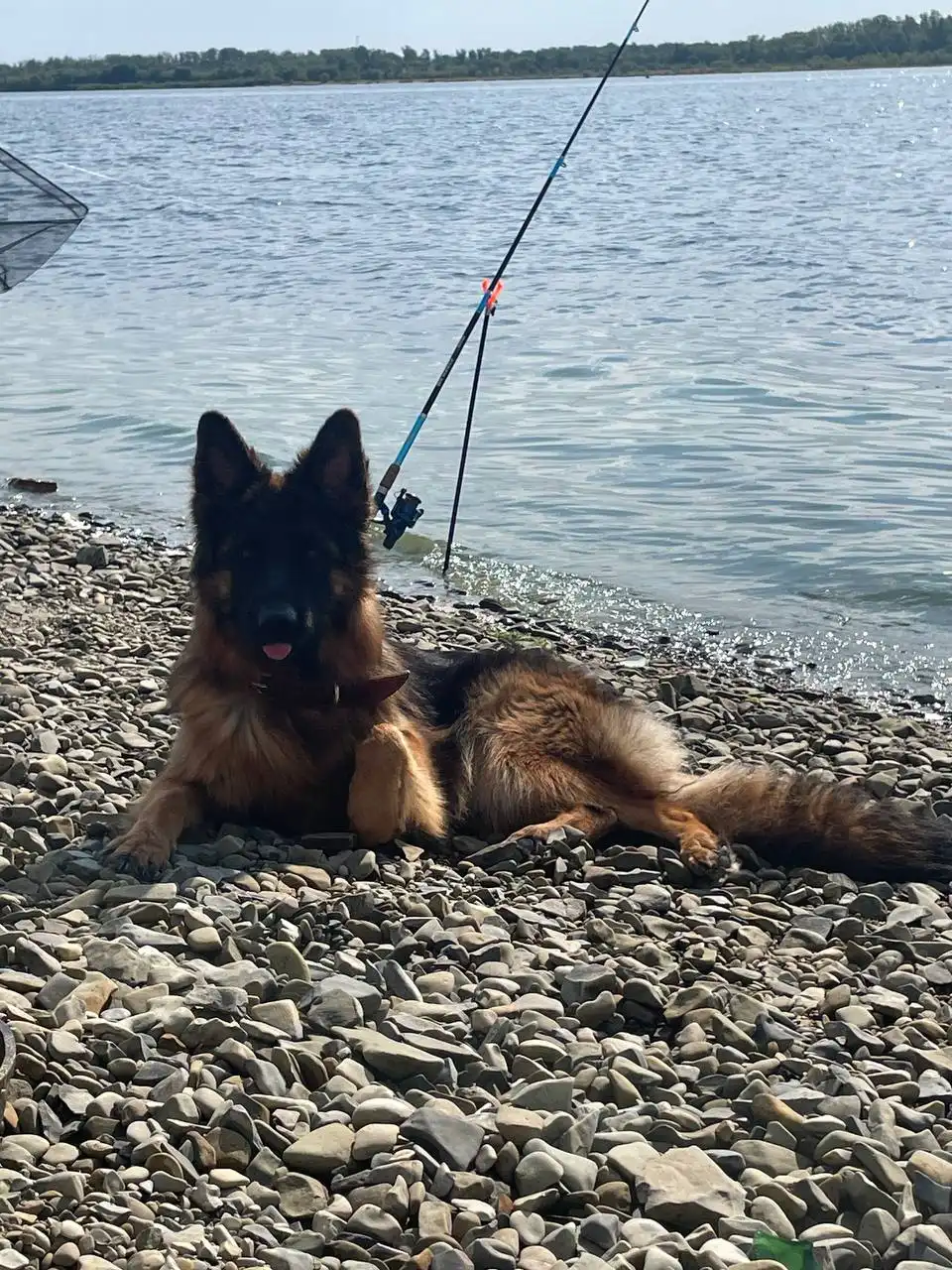 Немецкая овчарка 1,5 года