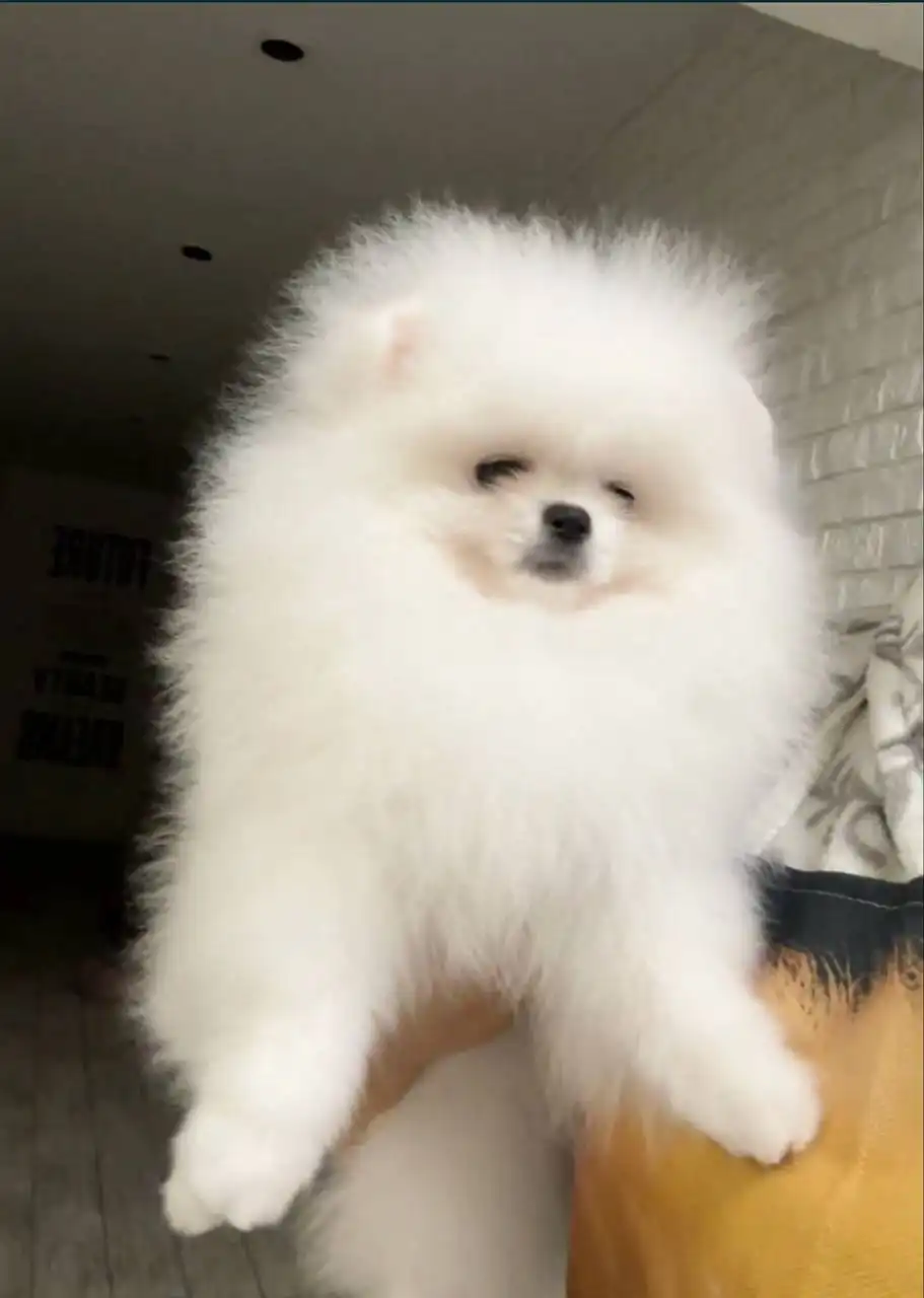 Продажа померанского шпица 6 месяцев