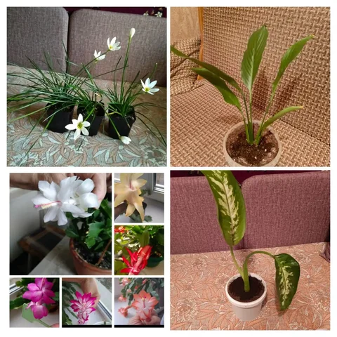 Продажа комнатных растений: Зефирантес, Спатифиллум, Декабристы, Диффенбахия - Хобби и отдых в Энгельс