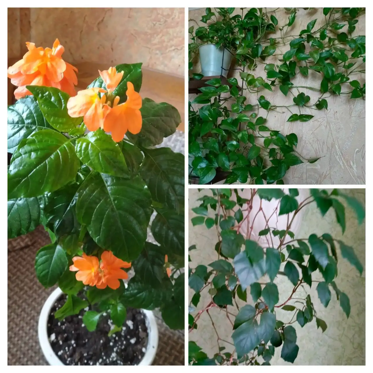 Продажа комнатных растений в Энгельсе - Комнатные растения (Хобби и отдых) в Энгельс