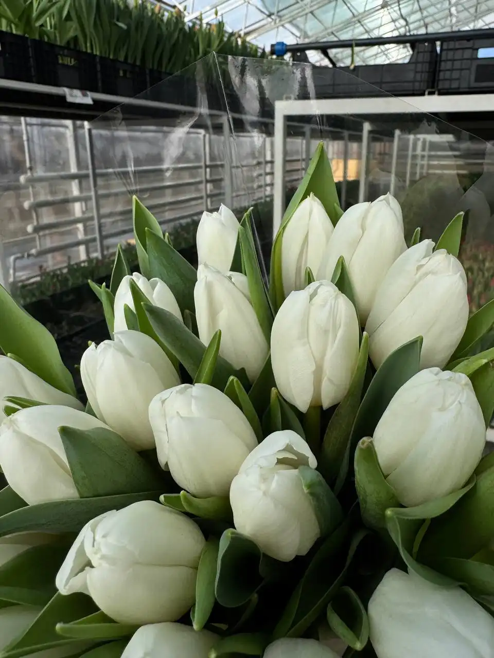 Заявки на срез тюльпана сезона 2026 - Цветы/Растения (Хобби и отдых) в Саратов