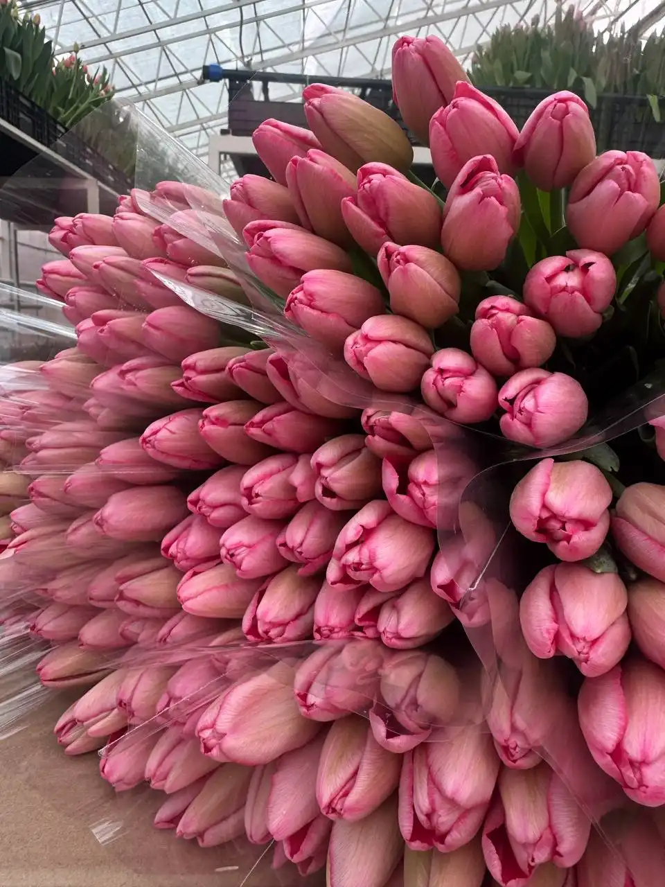 Заявки на срез тюльпана сезона 2026 - Цветы/Растения (Хобби и отдых) в Саратов