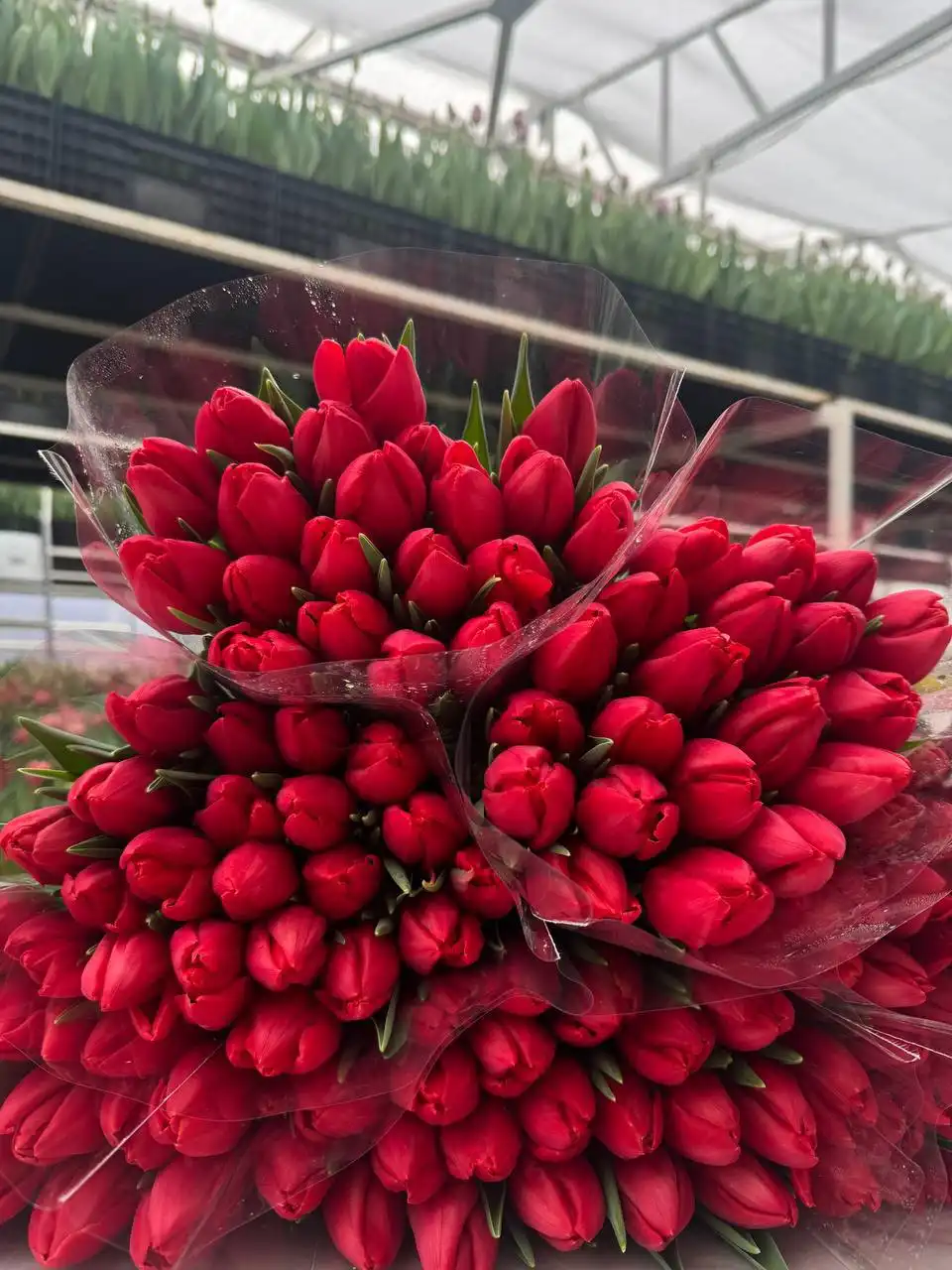 Заявки на срез тюльпана сезона 2026 - Цветы/Растения (Хобби и отдых) в Саратов