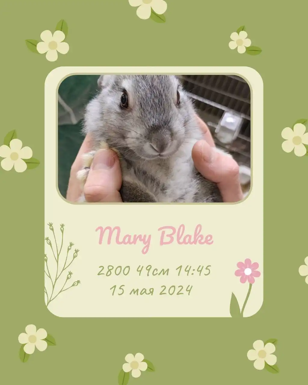 Метрика для новорождённых в электронном виде - Документы и оформление (Услуги) в Саратов