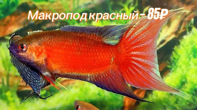 Продам аквариумных рыбок - Поиск животных в Саратов
