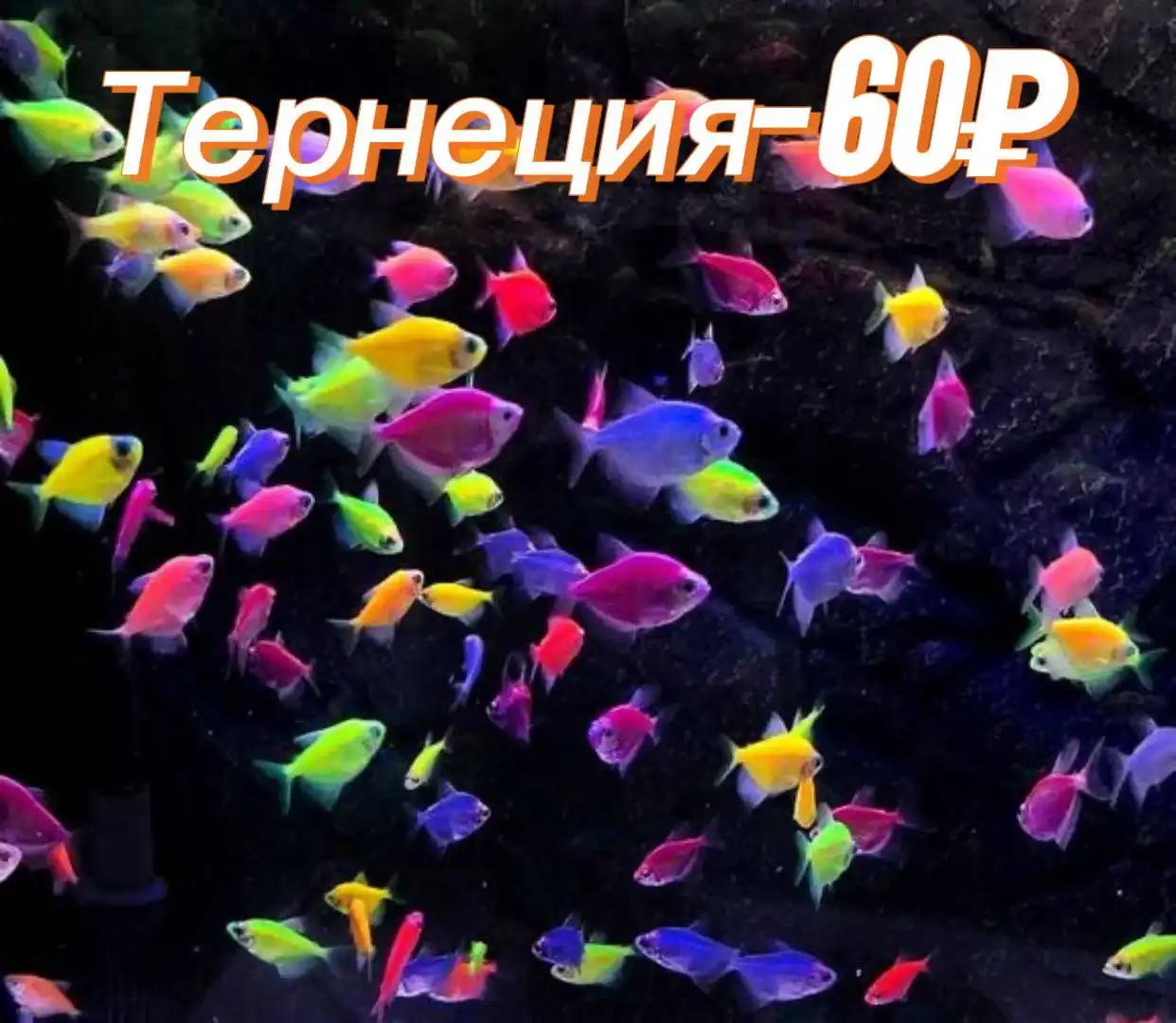 Продам аквариумных рыбок - Аквариумные рыбки (Животные) в Саратов