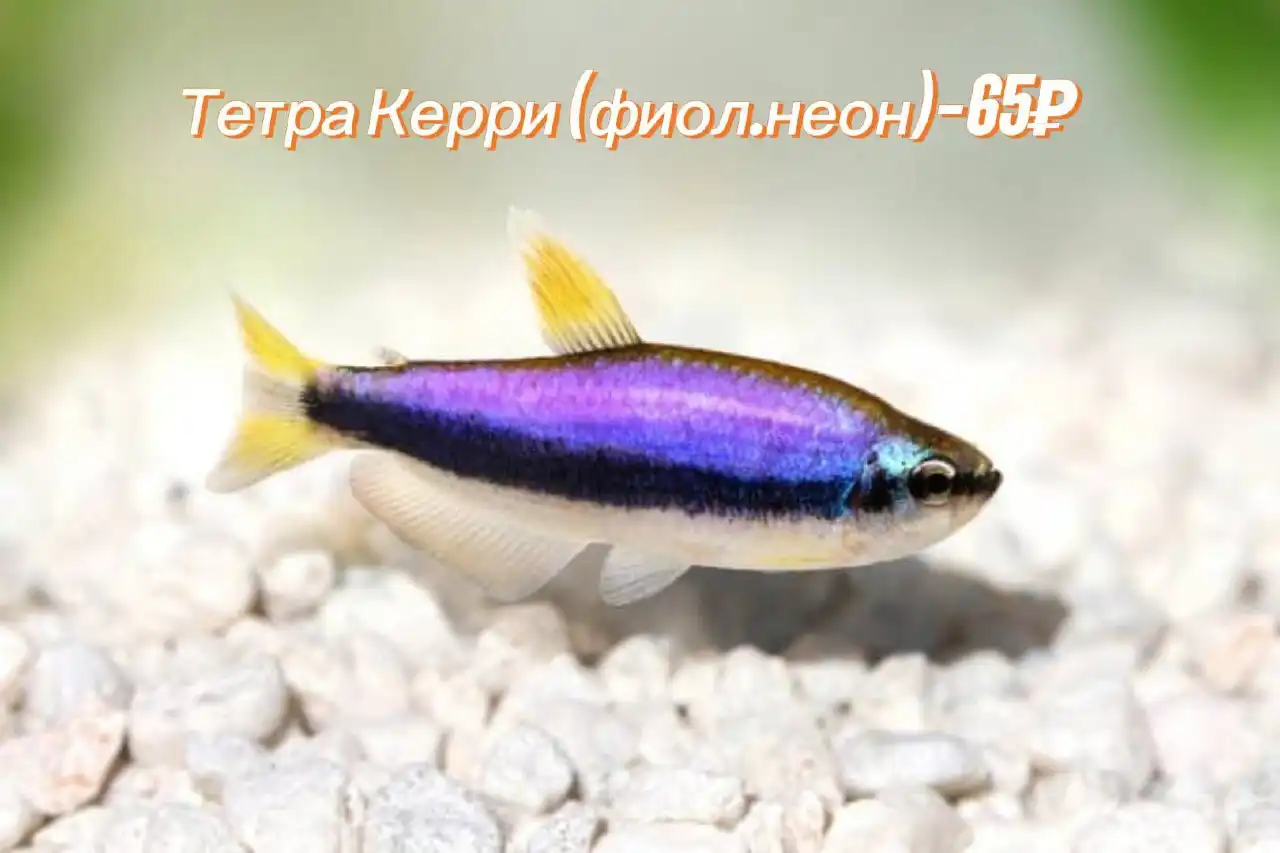 Продам аквариумных рыбок - Аквариумные рыбки (Животные) в Саратов