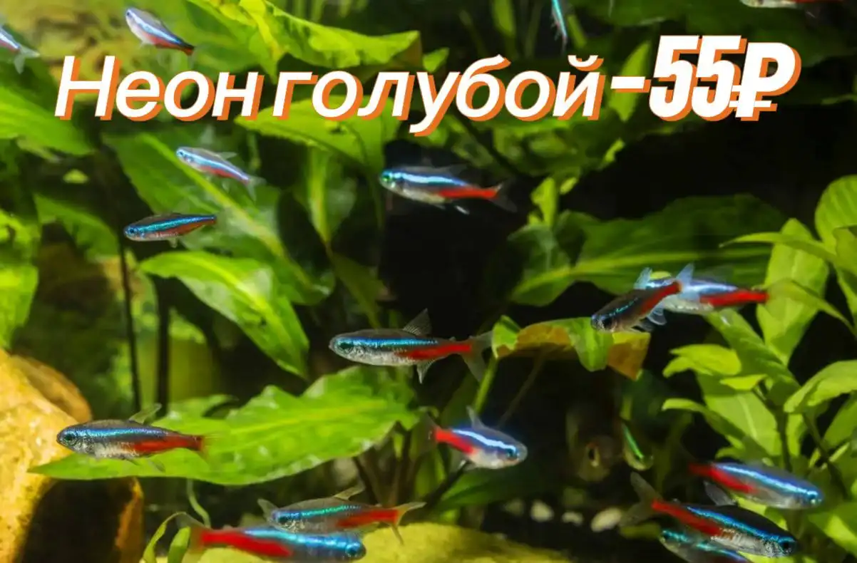 Продам аквариумных рыбок - Аквариумные рыбки (Животные) в Саратов