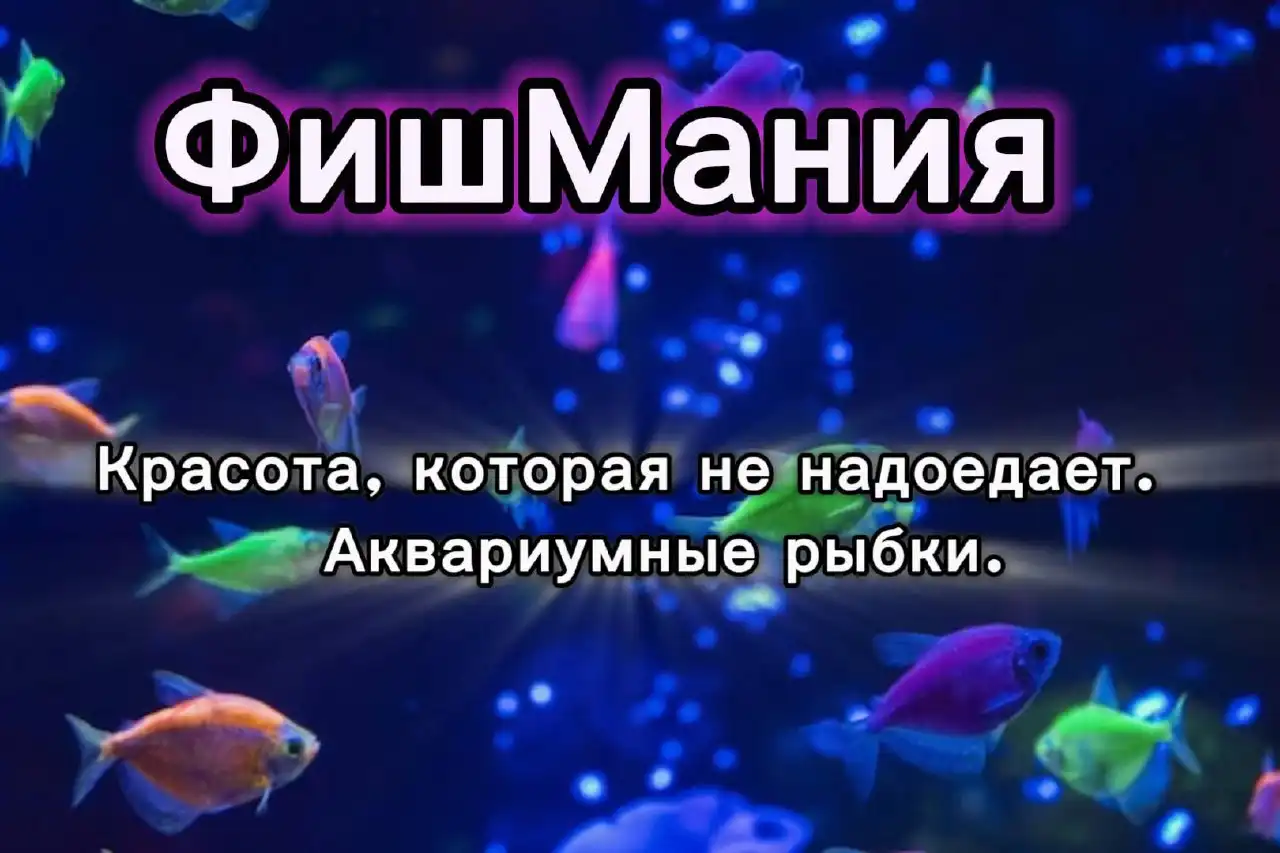 Продажа аквариумных рыбок и кормов в Саратове и Красноармейске - Аквариумные рыбки (Животные) в Саратов