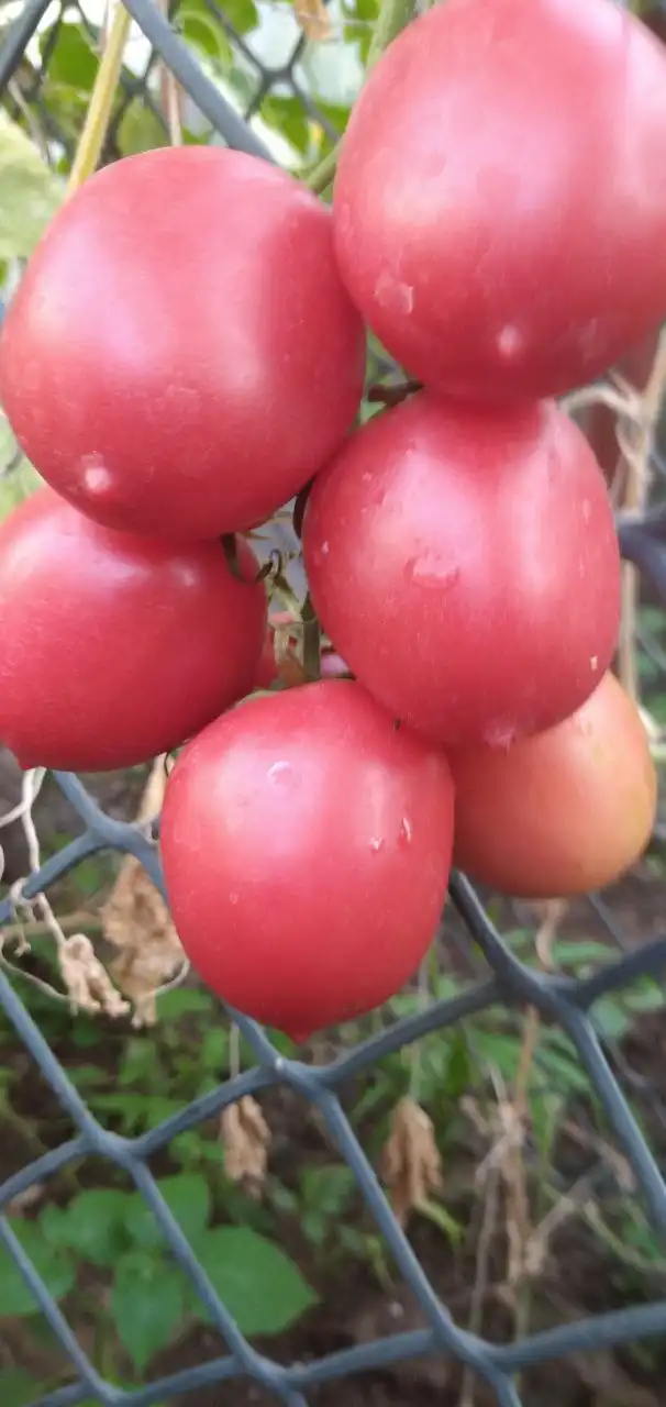 Семена помидор Сызранская пипочка - Семена (Для дома и дачи) в Саратов