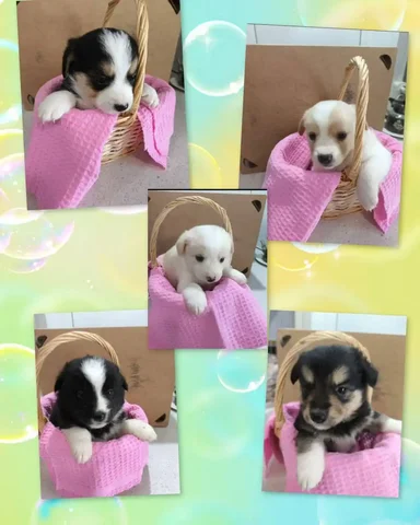 Продажа щенков мальчиков 1 месяц - Пропавшие животные в Саратов