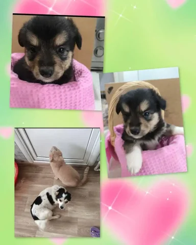 Щенок для любящей семьи в Саратове - Собаки в Саратов