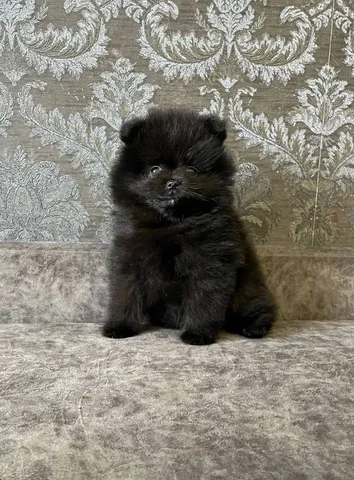 Продажа щенка породы шпиц - Собаки в Саратов