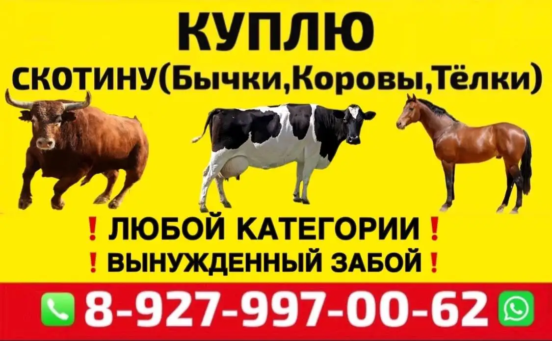 Покупка скота: быков, коров, тёлок на ферму - Скот (Животные) в Саратов