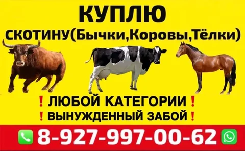 Покупка скота: быков, коров, тёлок на ферму - Скот в Саратов