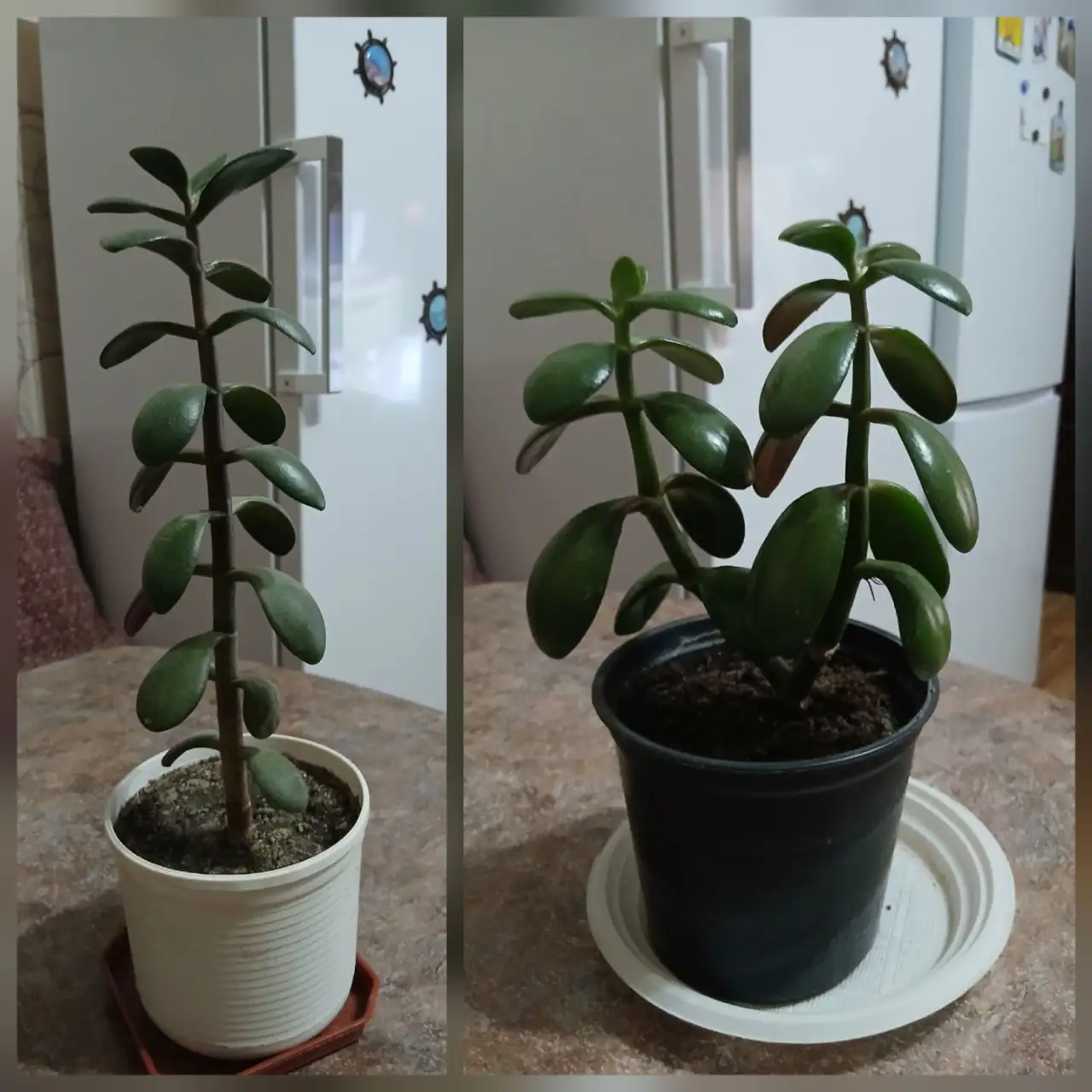 Денежное дерево Толстянка в Саратове - Растения в Саратов