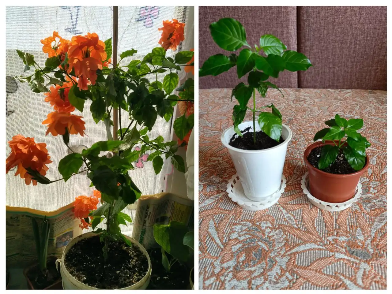 Кроссандра Тропик пламя отростки - Растения (Хобби и отдых) в Энгельс