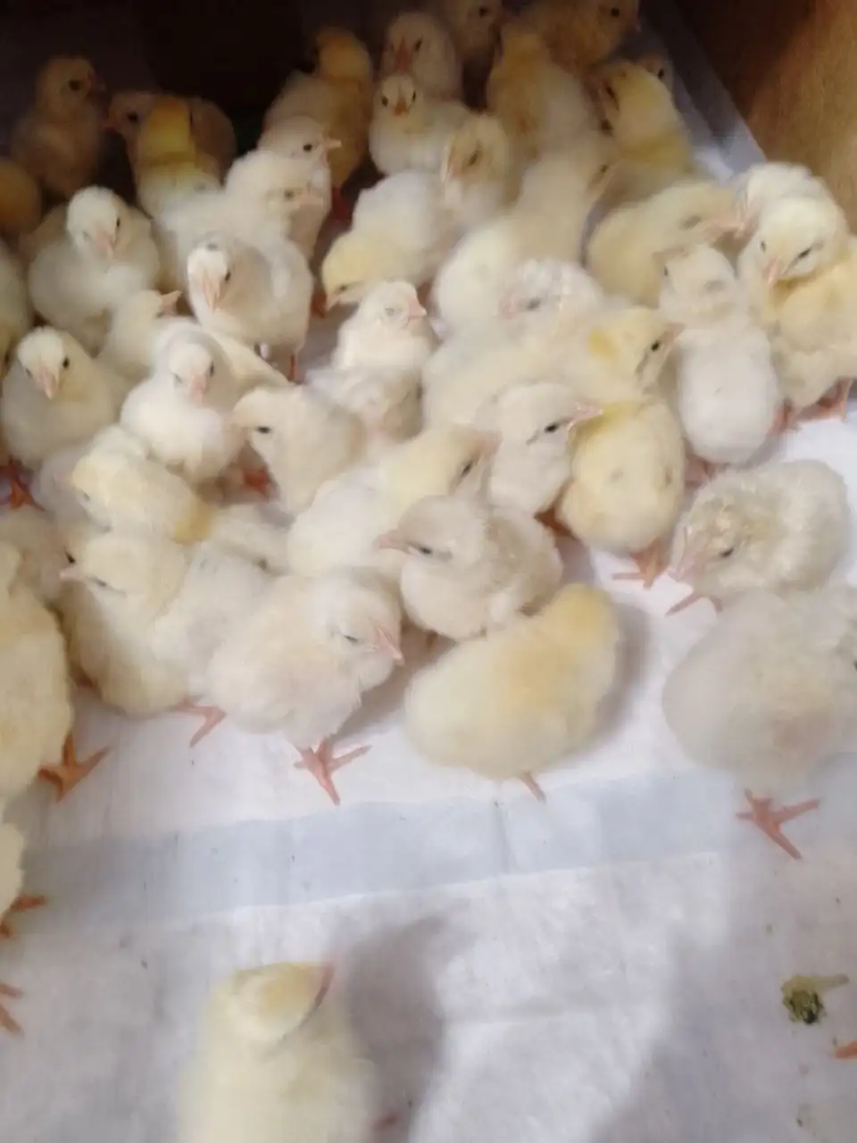 Продажа цыплят леггорн стандарт - Птица (Животные) в Саратов