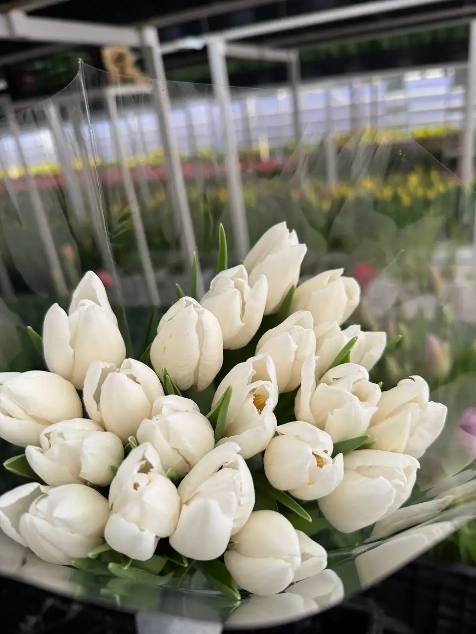 Букет свежих тюльпанов на 8 марта - Цветы (Хобби и отдых) в Саратов