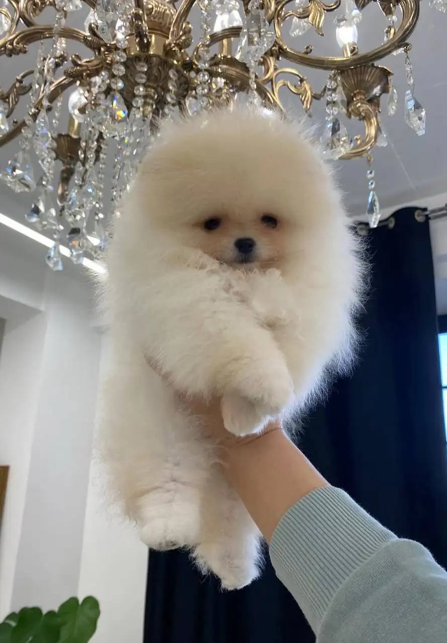 Шпиц померанский девочка 6 месяцев - Собаки (Животные) в Саратов