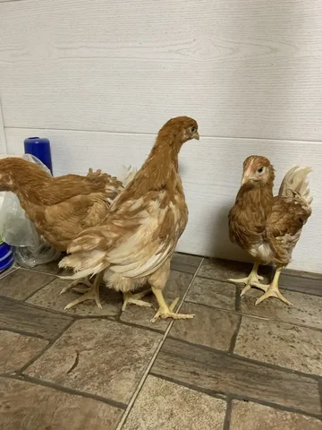 Продажа кур и петухов породы Ломан Браун, Кучинская Юбилейная, Пушкинская - Благотворительность в Саратов