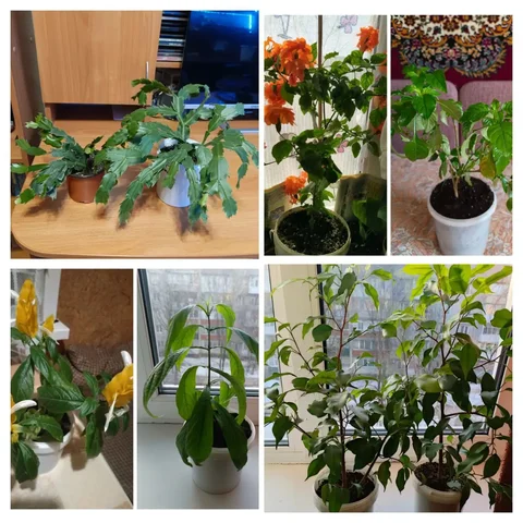 Продажа комнатных растений в Энгельсе - Велосипеды в Энгельс