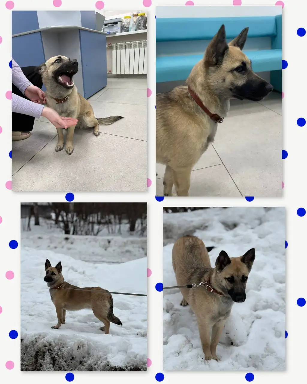 Пристройство собаки Мухи - Собаки (Животные) в Саратов, Энгельс