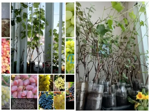 Продажа саженцев винограда различных сортов - частное объявление в Энгельс