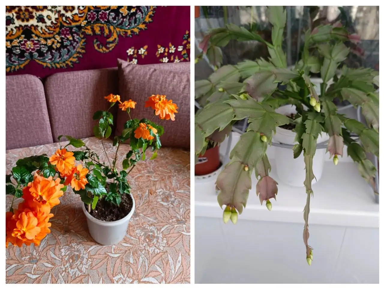 Продажа цветущих комнатных растений Кроссандры Тропик пламя и Декабриста - Комнатные растения (Хобби и отдых) в Энгельс