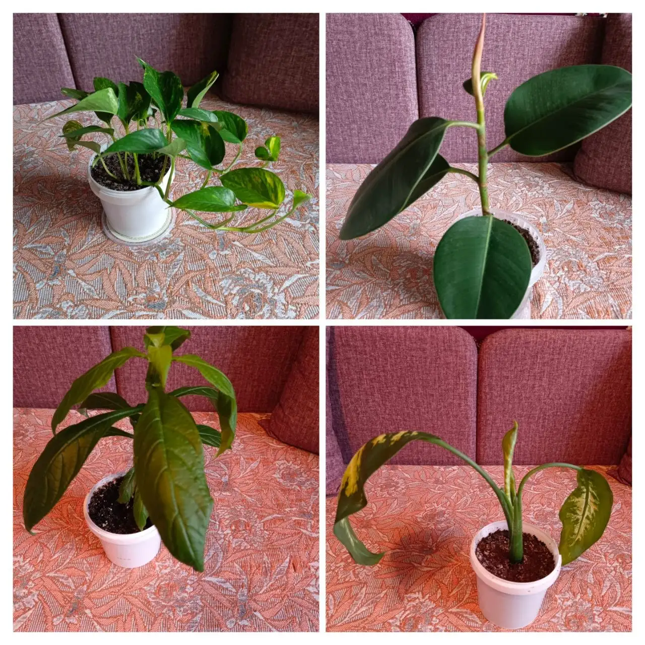 Продажа комнатных растений в Энгельсе - Комнатные растения (Для дома и дачи) в Энгельс