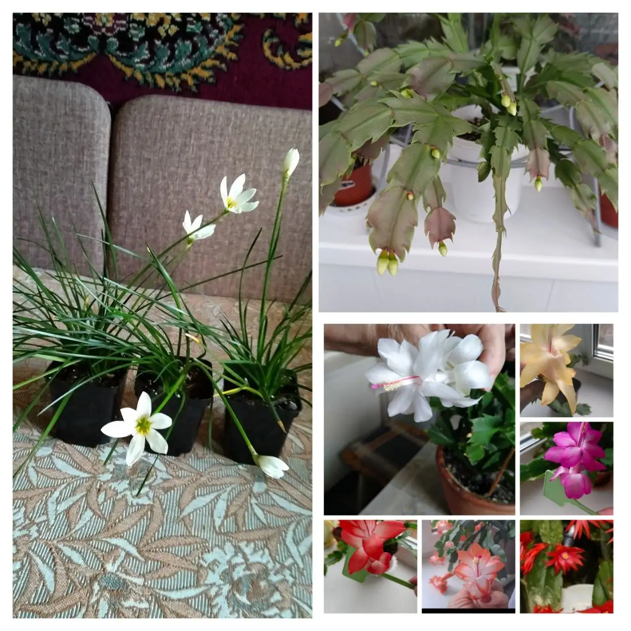 Продажа комнатных растений: Зефирантес, Декабрист, Рипсалидопсис - Растения (Хобби и отдых) в Энгельс