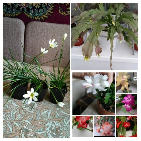 Продажа комнатных растений: Зефирантес, Декабрист, Рипсалидопсис - Мототехника в Энгельс
