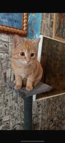Котёнок подросток ищет дом в Энгельсе - Кошки в Энгельс