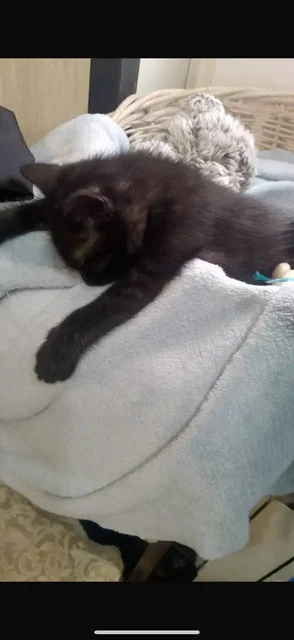 Котёнок в добрые руки - Кошки в Энгельс